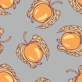 Physalis clipart #12, Download drawings
