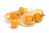 Physalis clipart #17, Download drawings
