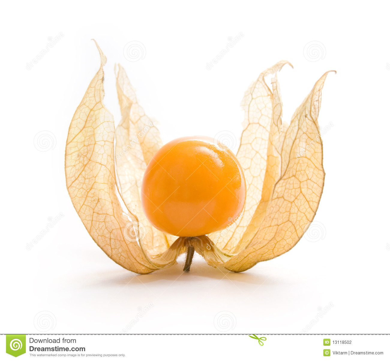 Physalis clipart #2, Download drawings