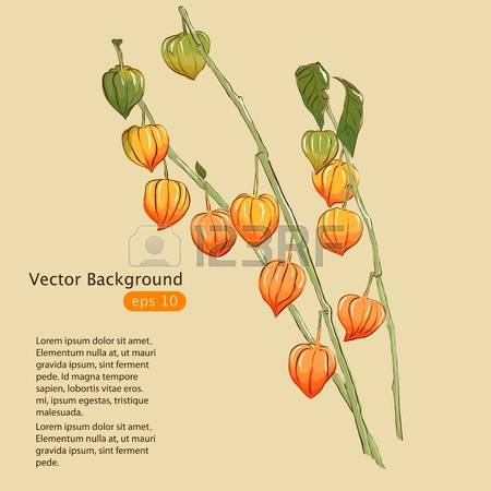Physalis clipart #8, Download drawings