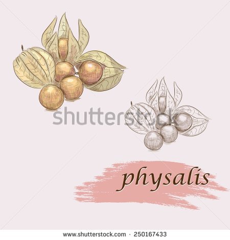 Physalis svg #15, Download drawings