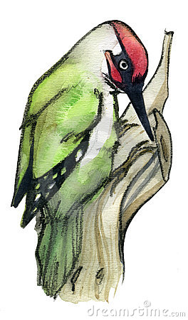 Picidae clipart #5, Download drawings