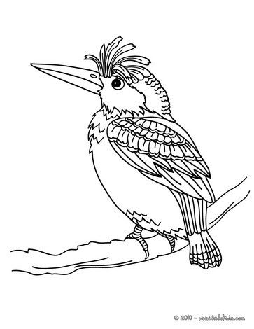 Picidae coloring #2, Download drawings