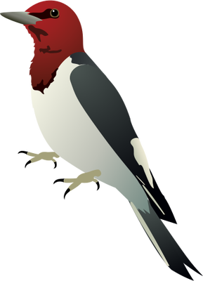 Woodpecker svg #17, Download drawings