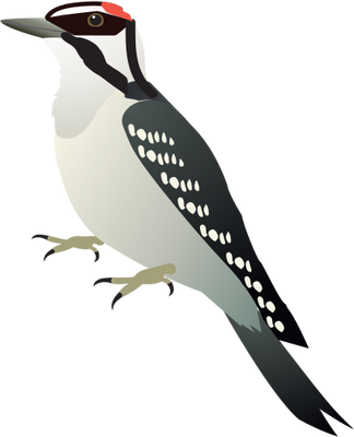 Woodpecker svg #5, Download drawings
