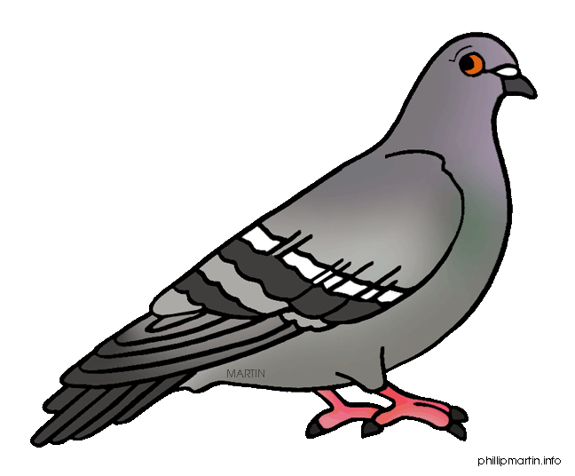 Pigeon clipart #20, Download drawings