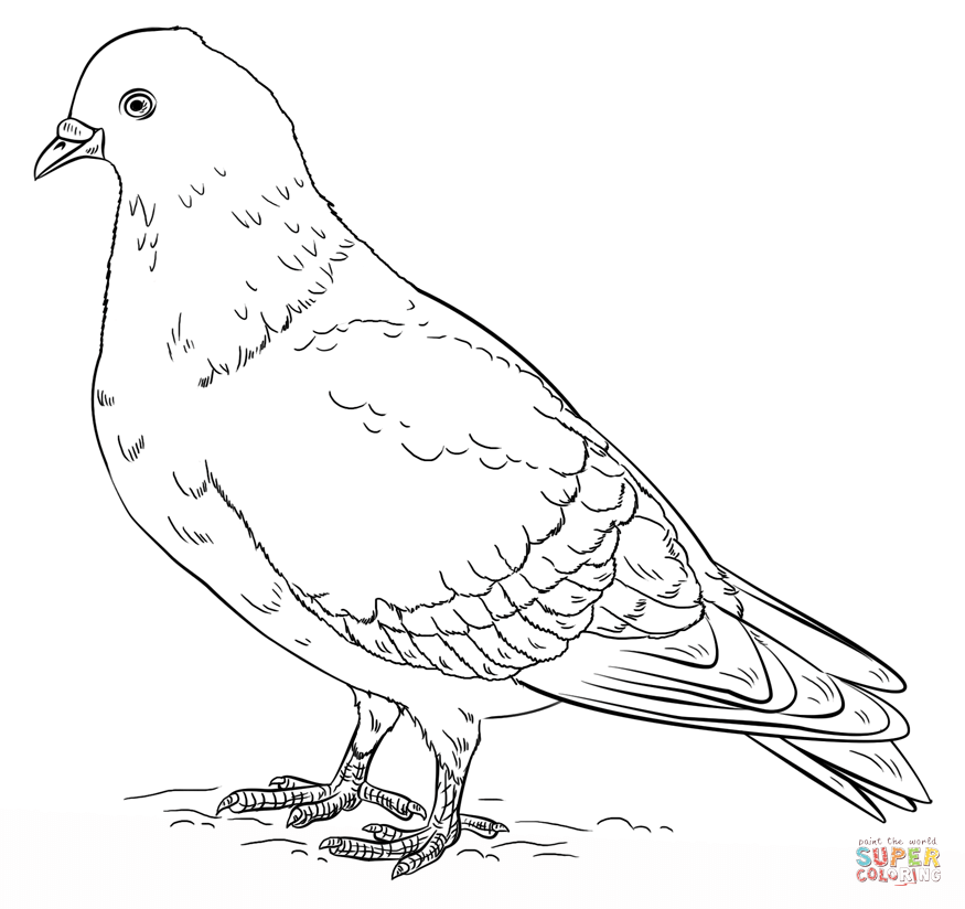 Pigeon coloring #12, Download drawings