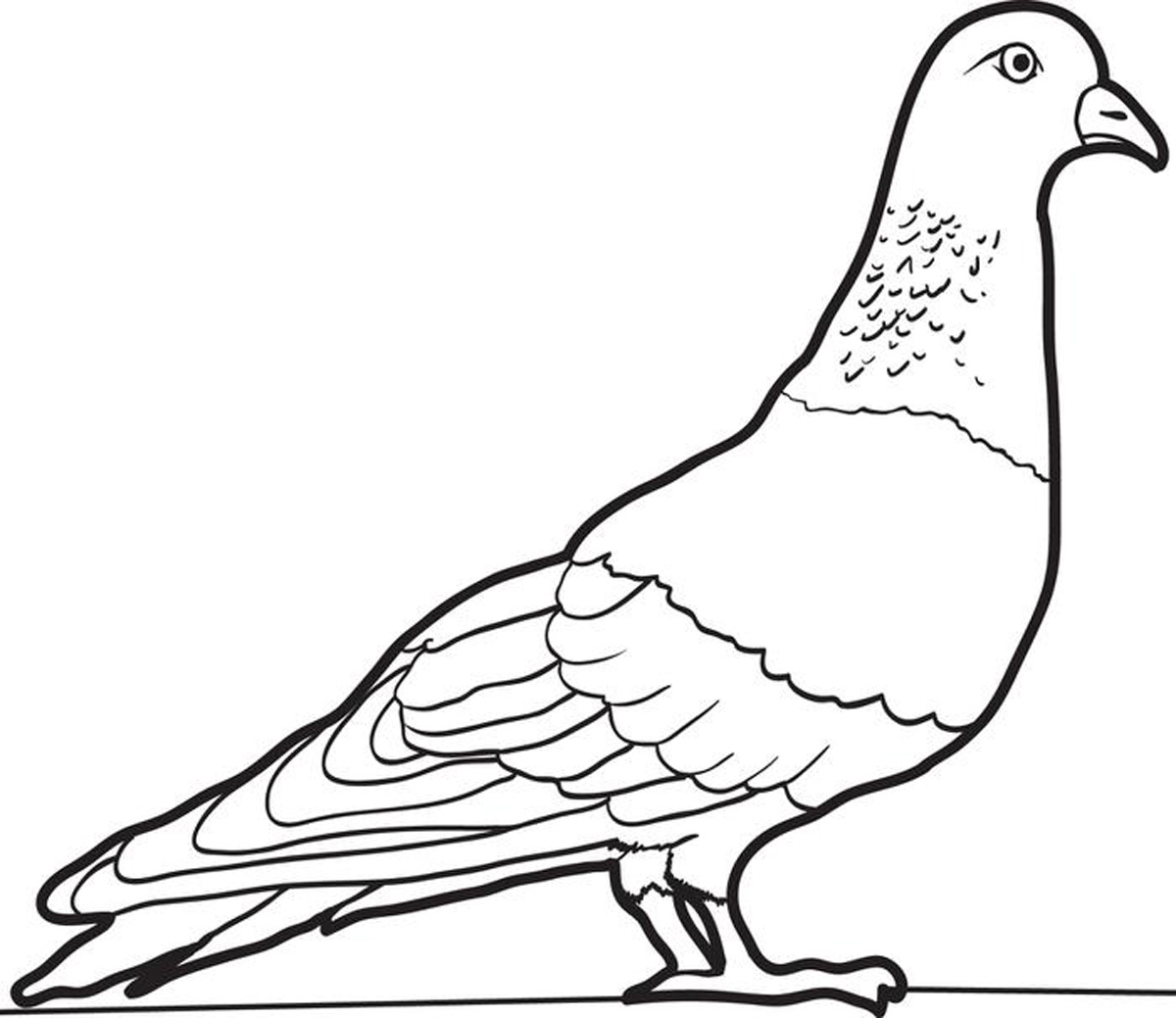 Pigeon coloring #20, Download drawings