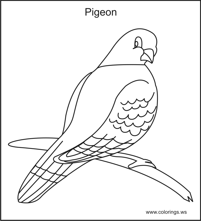 Pidgeons coloring #7, Download drawings