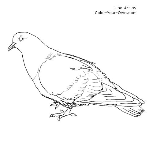 Pidgeons coloring #4, Download drawings