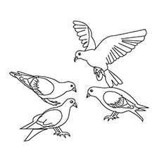 Pidgeons coloring #2, Download drawings