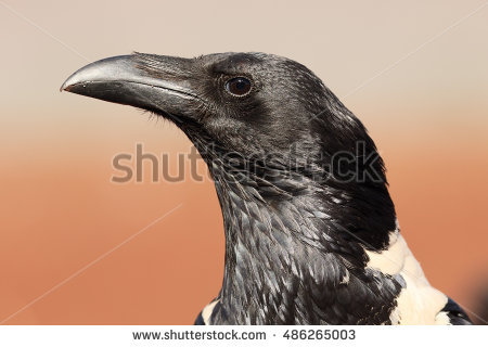 Pied Crow clipart #19, Download drawings
