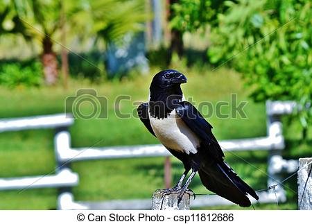Pied Crow clipart #14, Download drawings