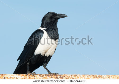 Pied Crow clipart #6, Download drawings