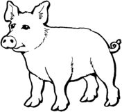 Pig coloring #3, Download drawings