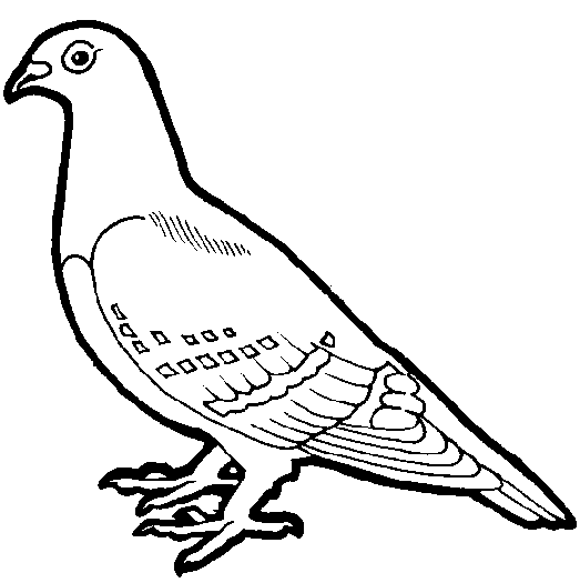 Pigeon clipart #1, Download drawings