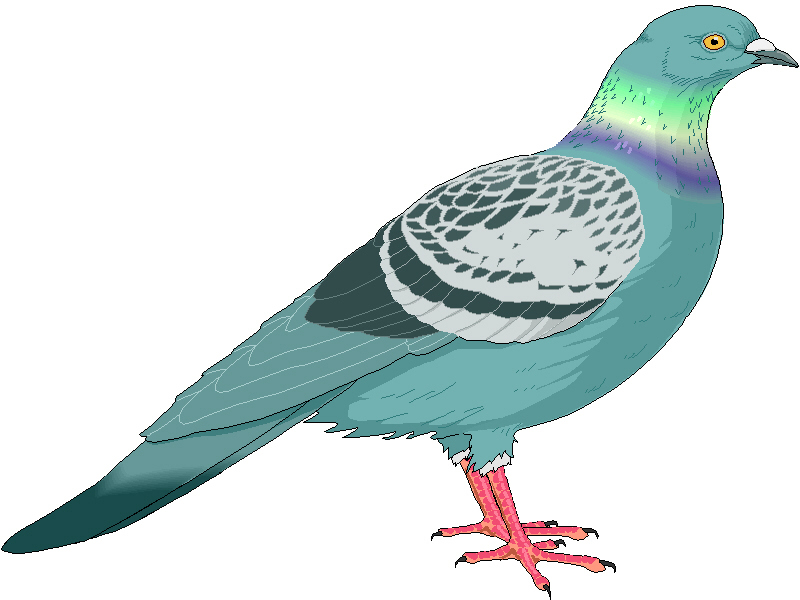 Pigeon clipart #17, Download drawings