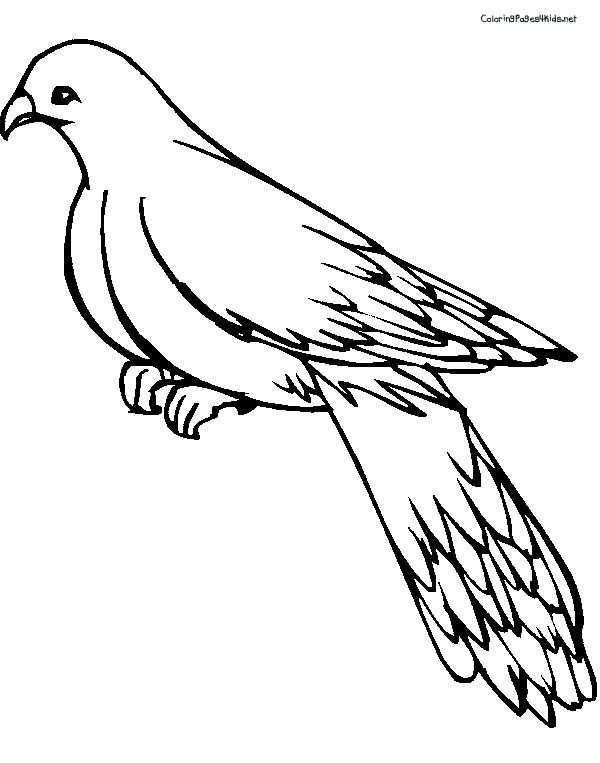 Pigeon coloring #3, Download drawings