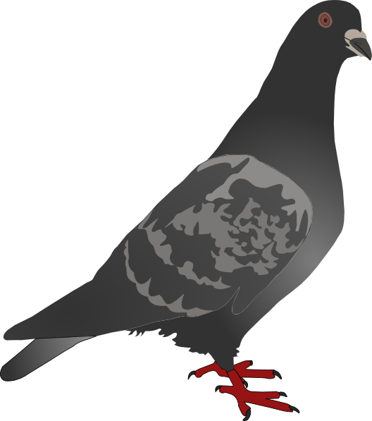 Pigeon svg #15, Download drawings
