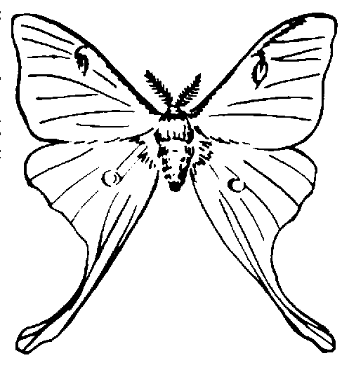 Squeaking Silk Moth clipart #1, Download drawings