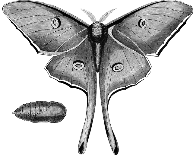 Pindi Moth clipart #14, Download drawings