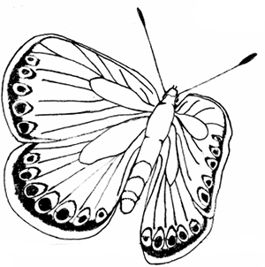 Pindi Moth coloring #16, Download drawings