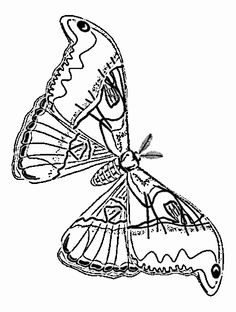 Pindi Moth coloring #12, Download drawings