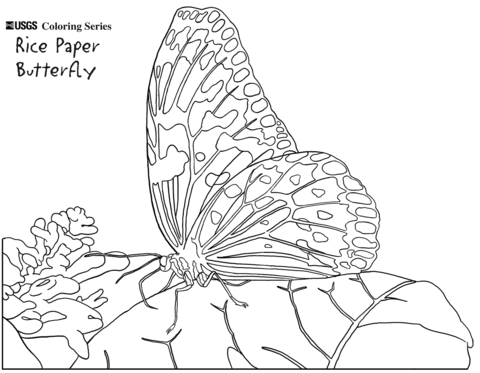 Pindi Moth coloring #14, Download drawings