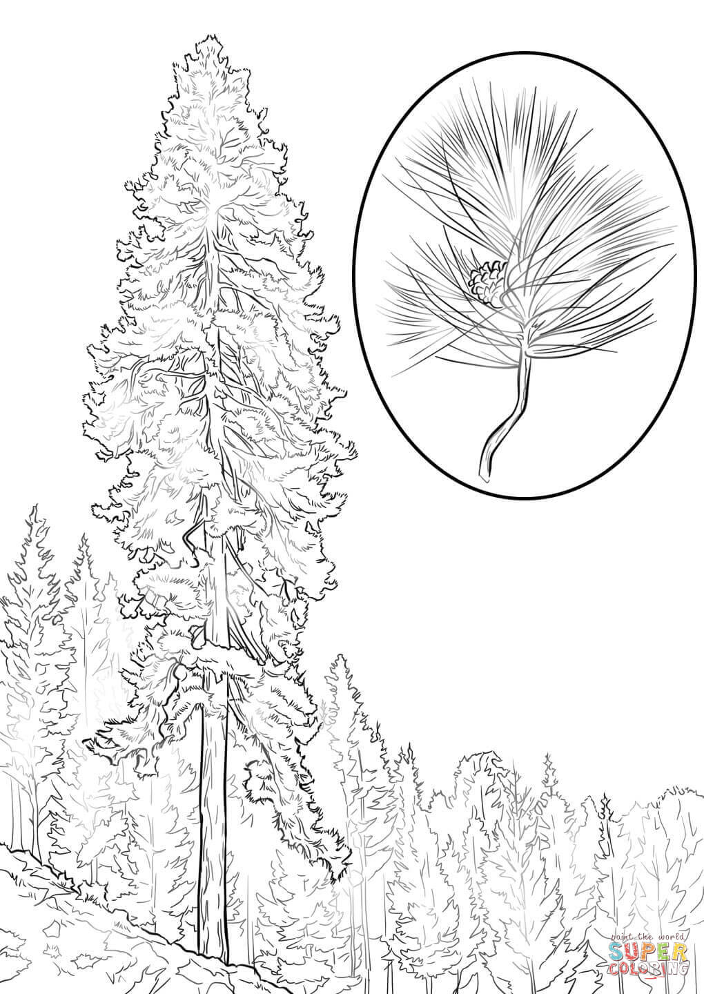Pine coloring #1, Download drawings