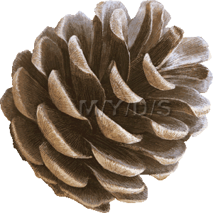 Pine Cone clipart #7, Download drawings