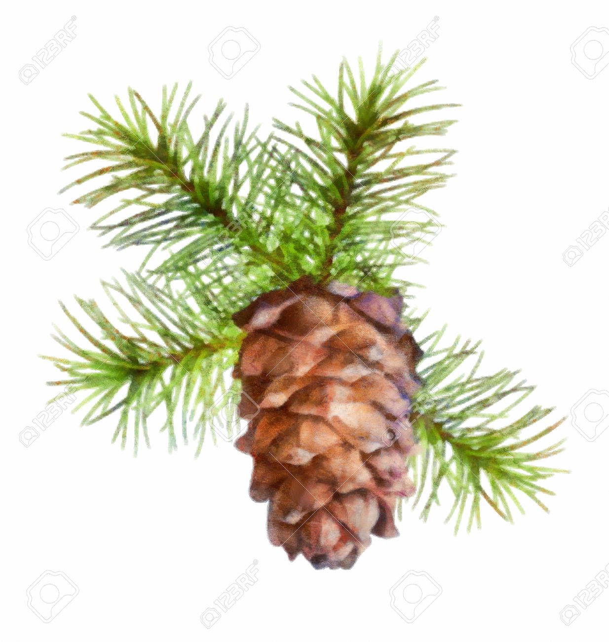 Pine Cone clipart #6, Download drawings