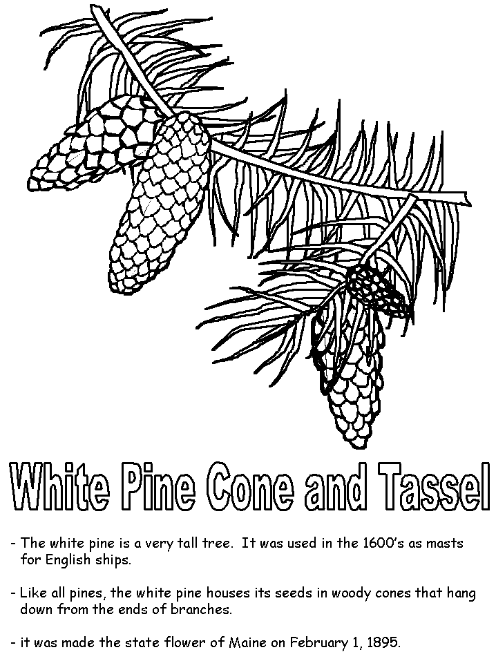 Pine Cone coloring #13, Download drawings