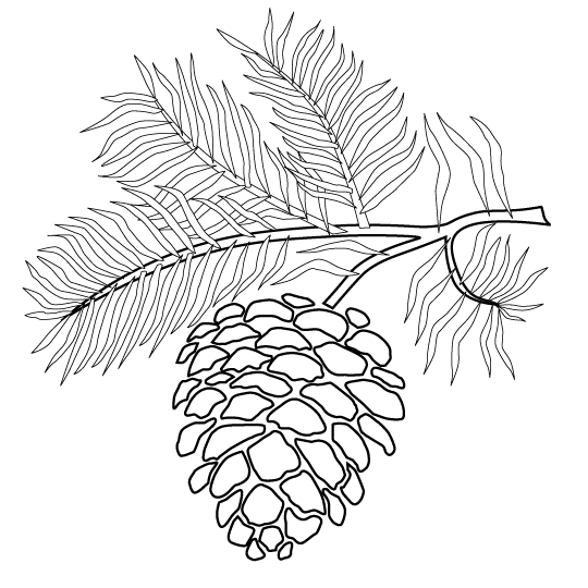 Pine Cone coloring #15, Download drawings