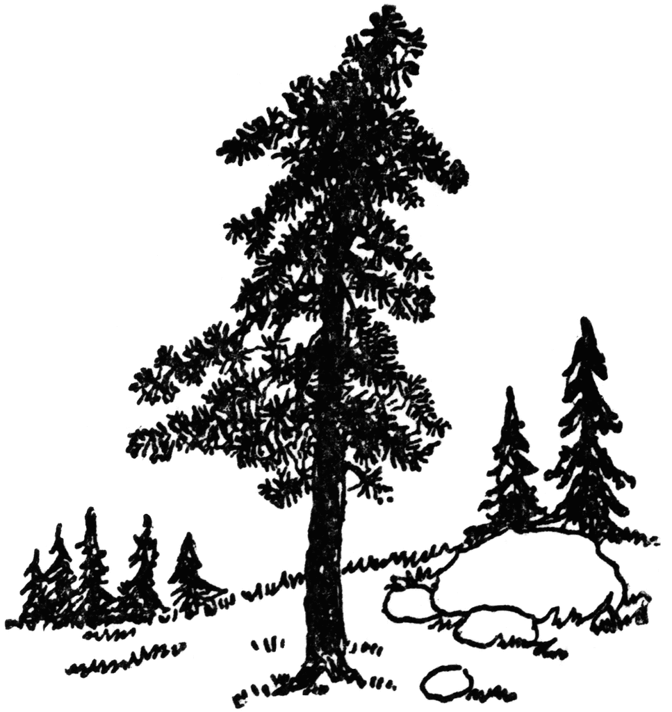 Pine svg #1, Download drawings