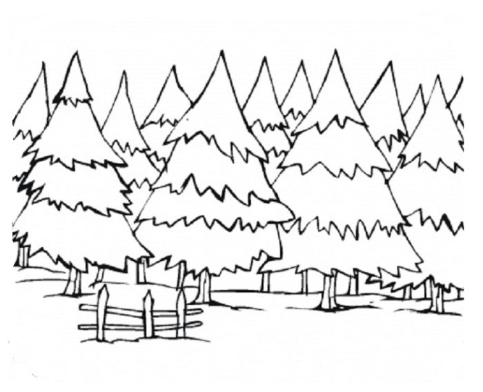 Pine Tree coloring #11, Download drawings