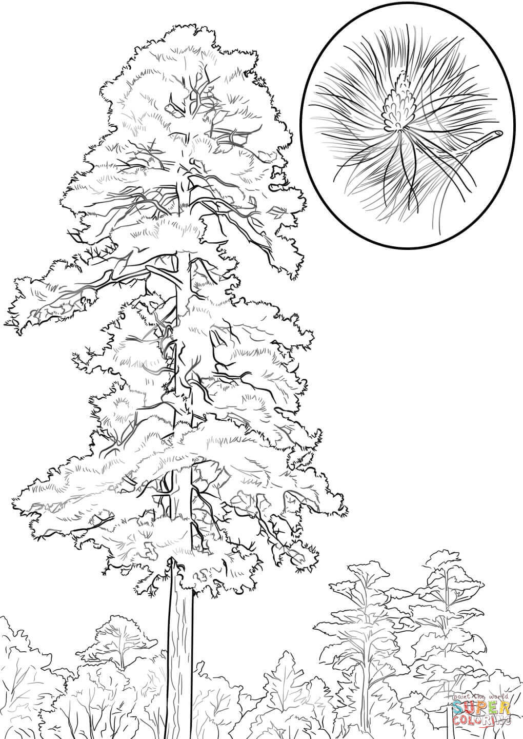 Pine Tree coloring #1, Download drawings
