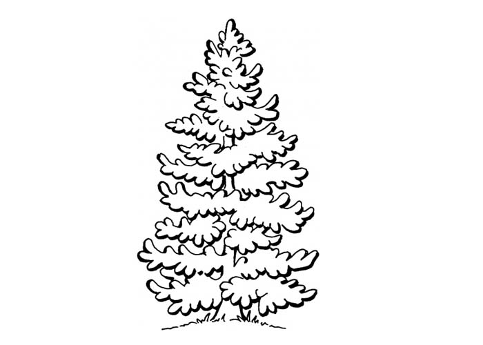 Pine Tree coloring #8, Download drawings