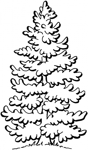 Pine Tree coloring #16, Download drawings