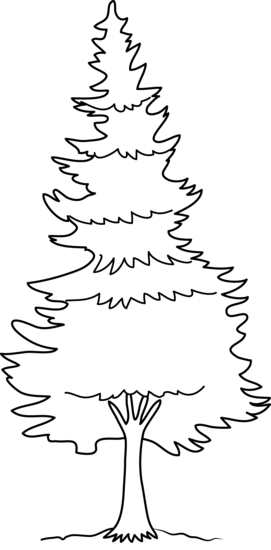 Pine Tree coloring #12, Download drawings