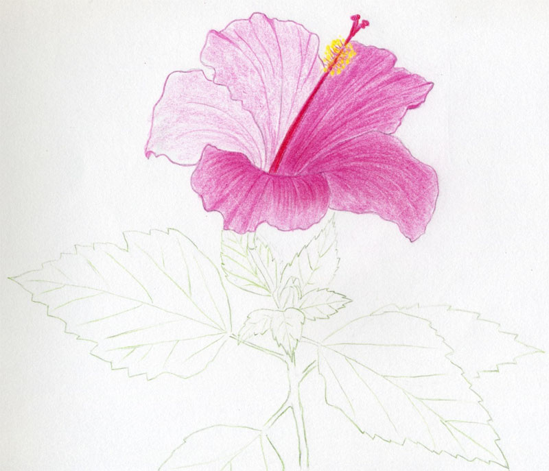 Pink Flower coloring #12, Download drawings
