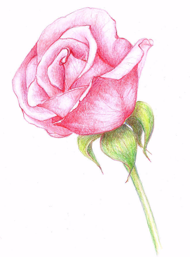Pink Flower coloring #6, Download drawings
