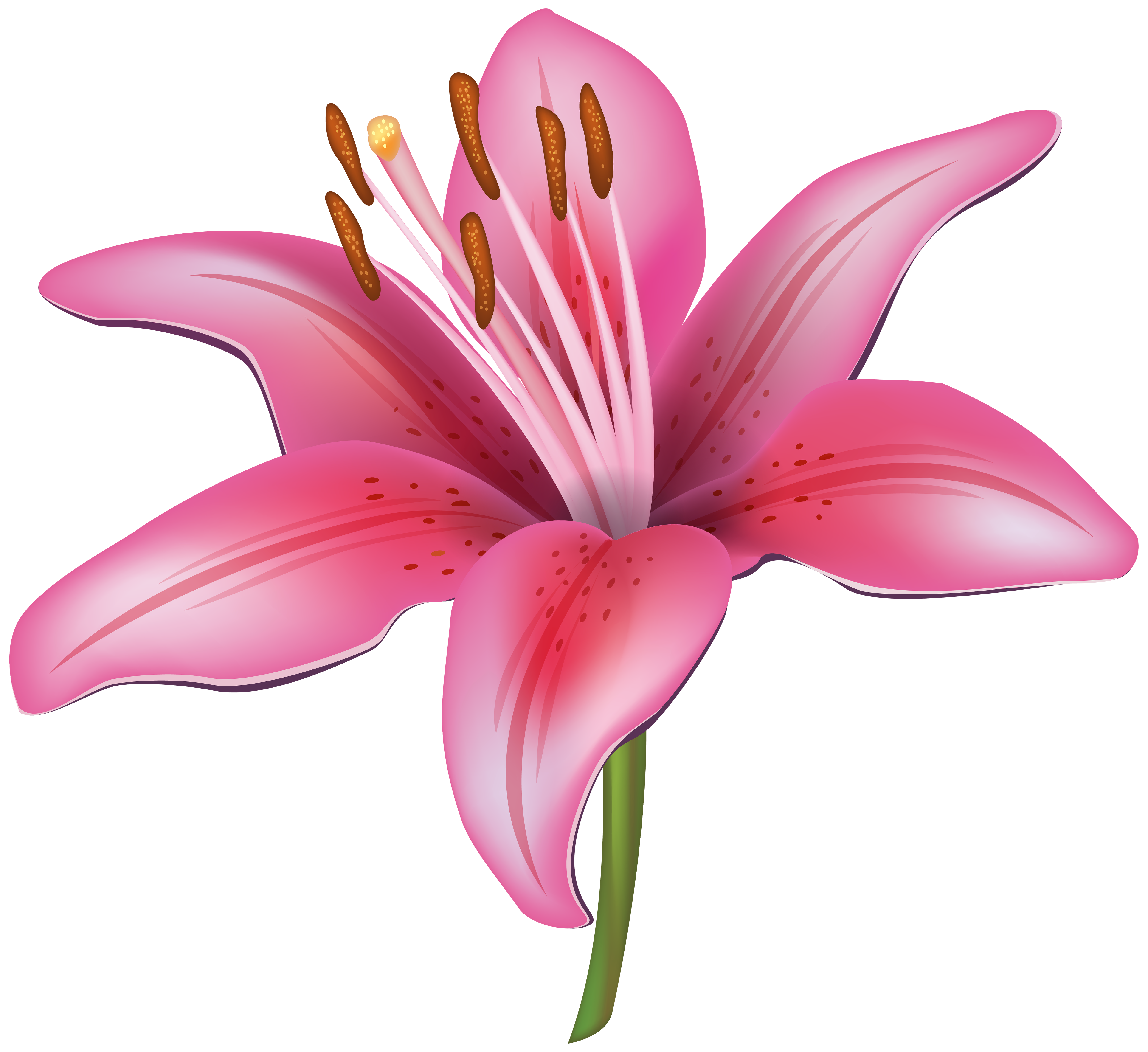 Pink Lily clipart #3, Download drawings