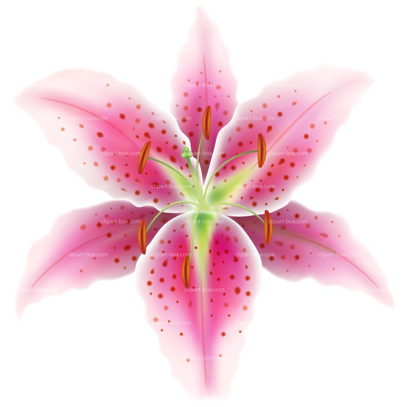 Pink Lily clipart #6, Download drawings