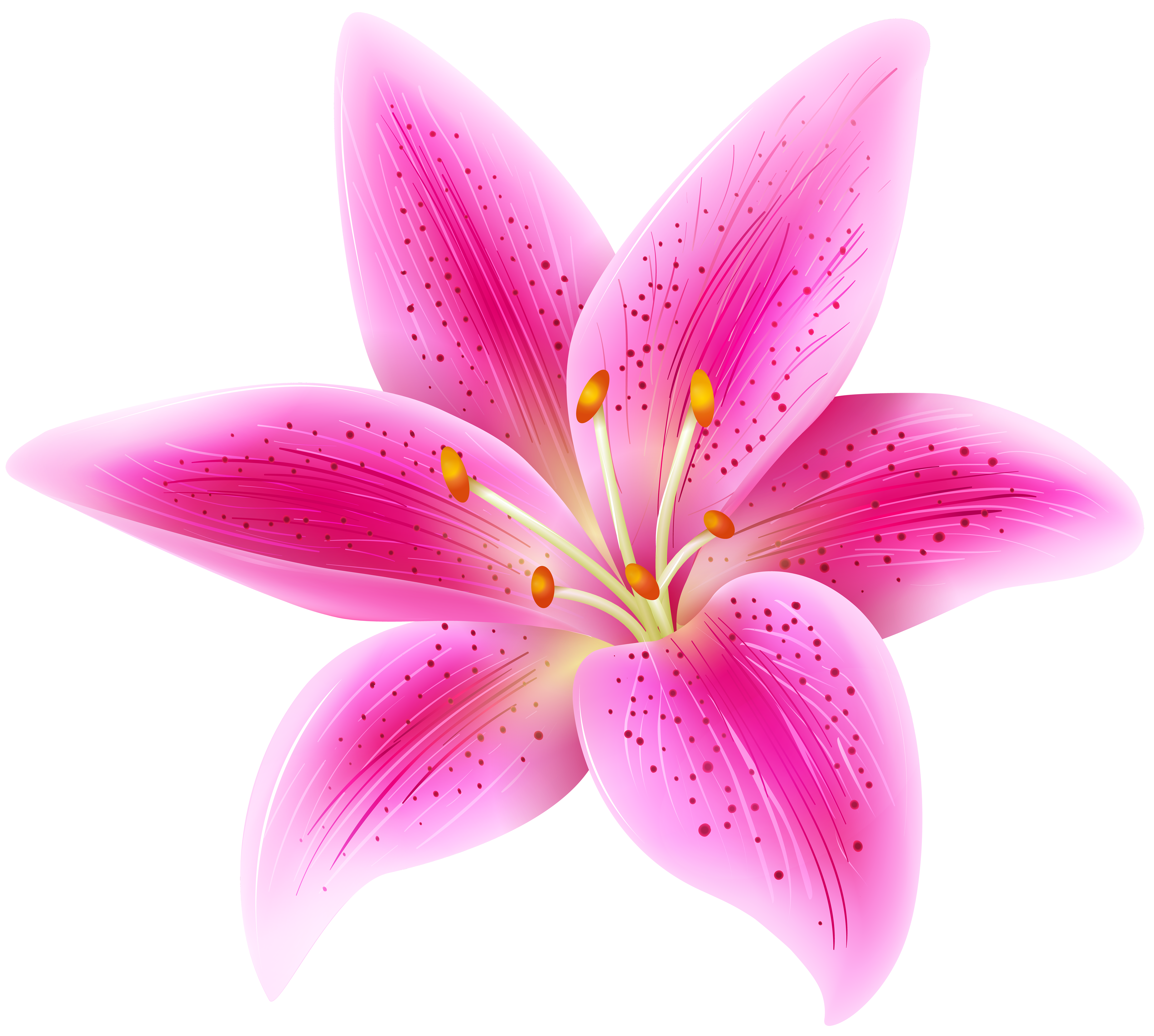 Pink Lily clipart #2, Download drawings