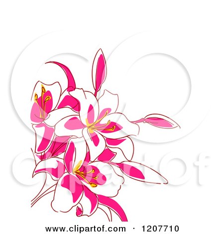 Pink Lily clipart #12, Download drawings