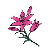 Pink Lily clipart #16, Download drawings