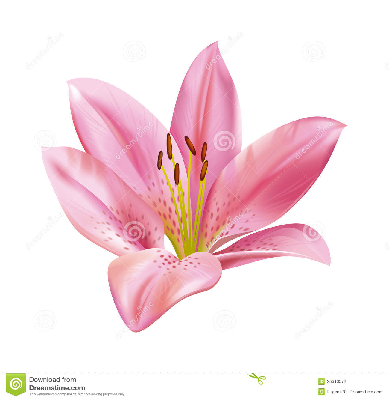 Pink Lily clipart #11, Download drawings