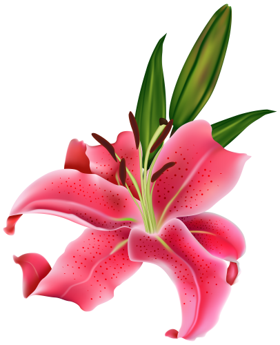 Pink Lily clipart #1, Download drawings