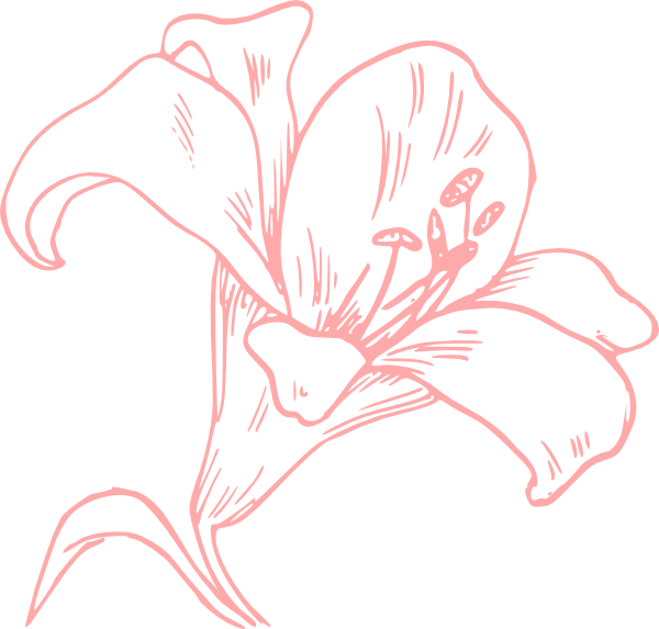 Pink Lily clipart #18, Download drawings