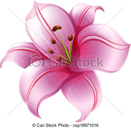 Pink Lily clipart #14, Download drawings
